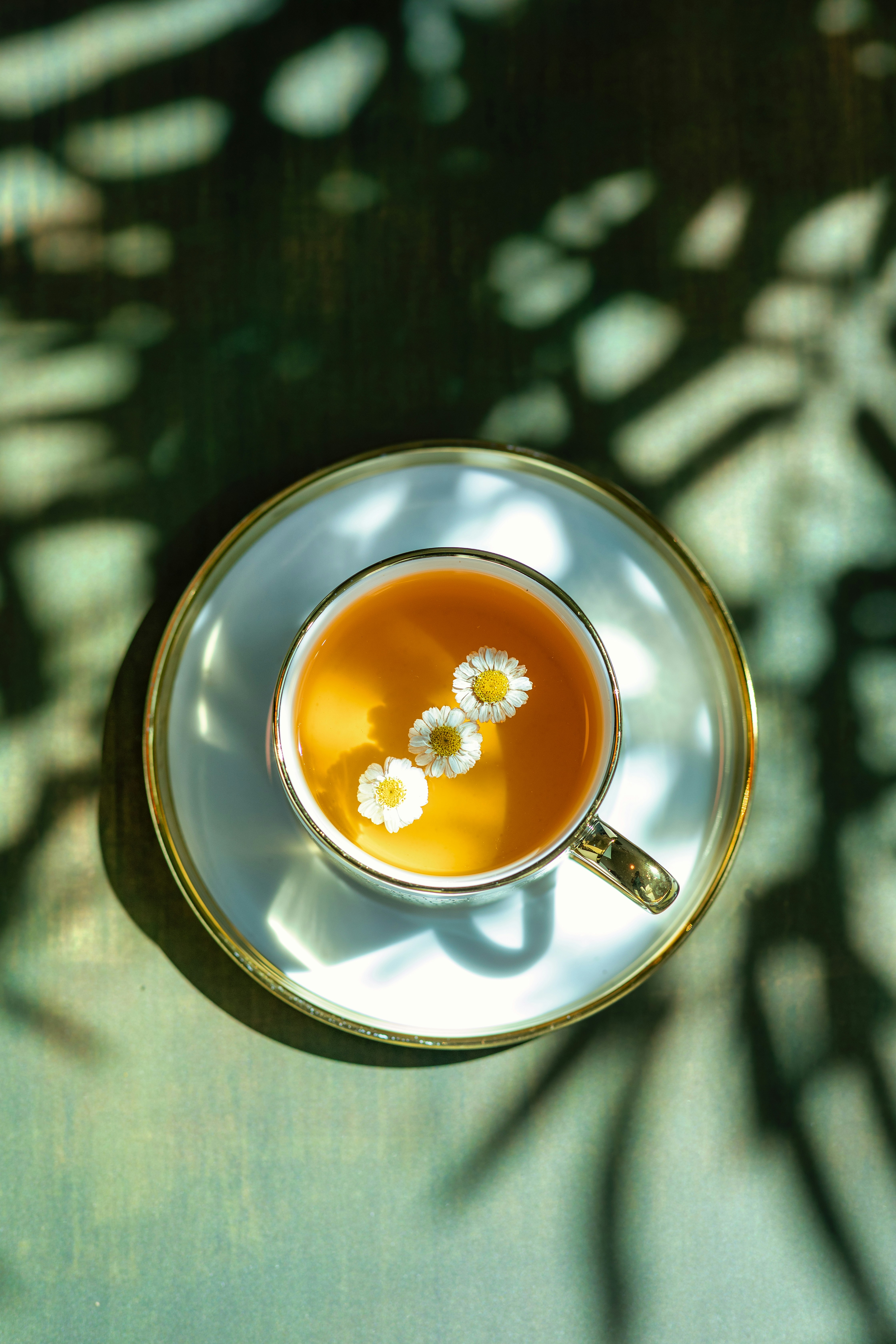 Chamomile Dreams